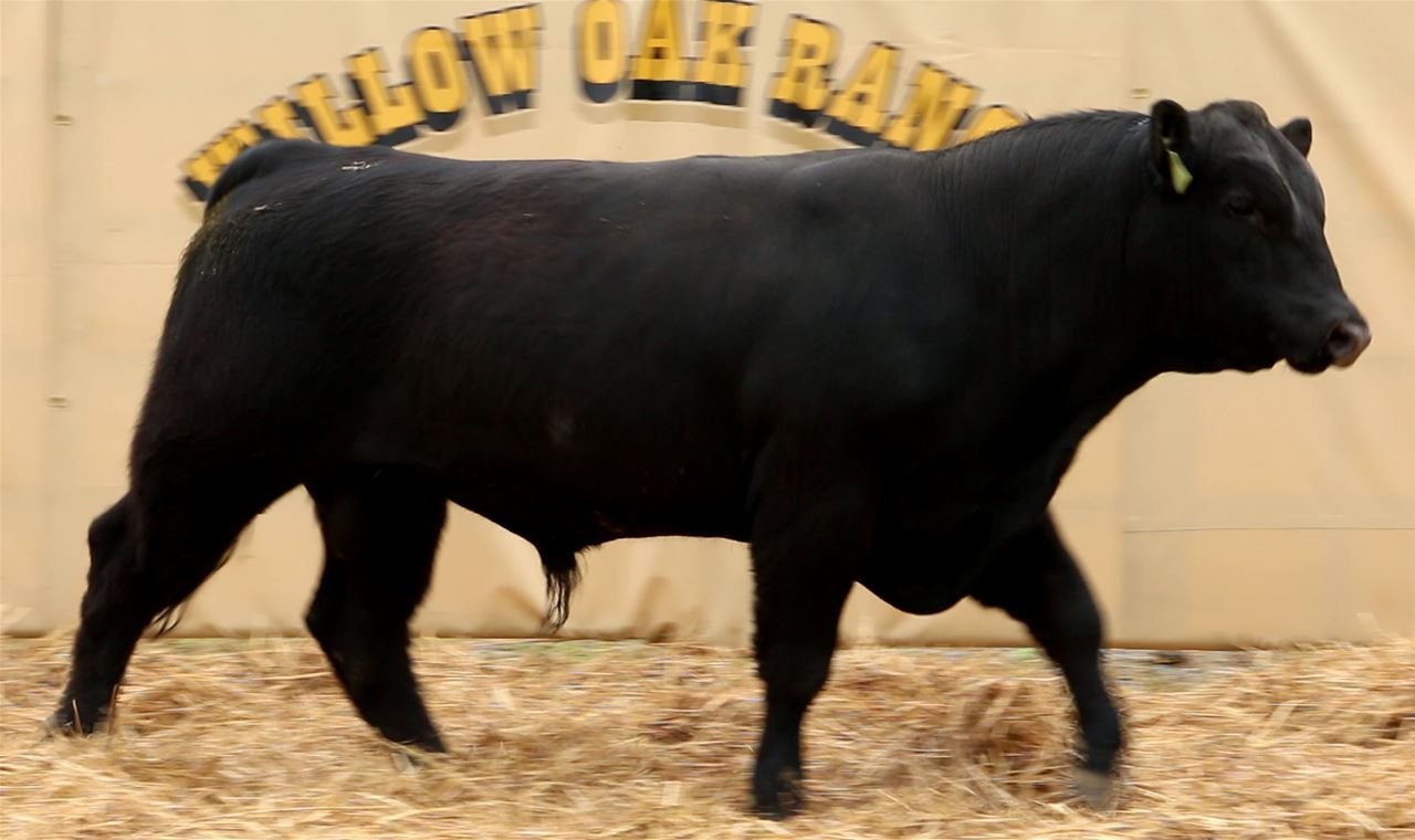 Best Black Bulls